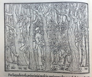 Poliphilo enters a pathless forest (1499)