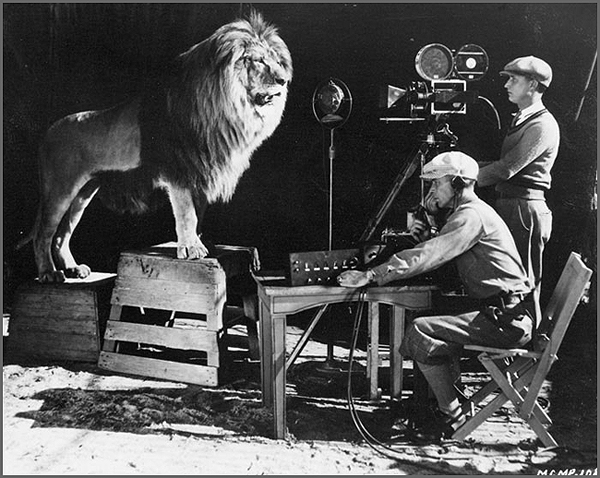 Photograph of camera crew filming a lion