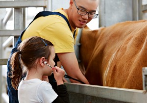 An Open Day visitor checks out the cattle display set up by the Bovine Appreciation Group with the help of a Doctor of Veterinary Medicine student.
