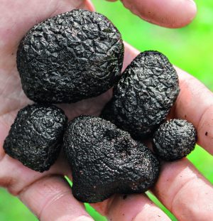 A handful of truffles.