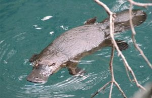 A platypus in water.