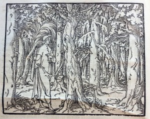Poliphilo enters a pathless forest (1546)