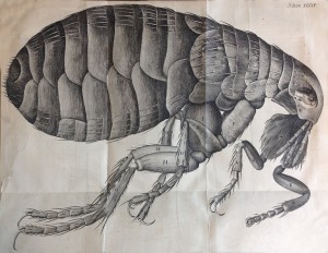 A flea (Schema 34)