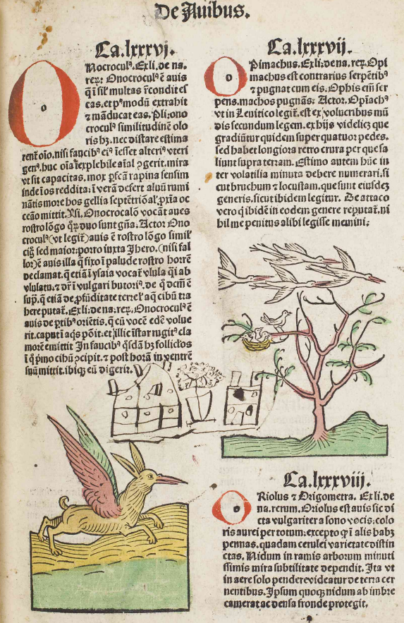 Full page image from the 'Tractacus de Avibus'
