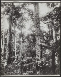 Bush Scene Candels, Wyndham New South Wales, 1936