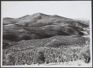 Forestry scene, ACT, c.1943