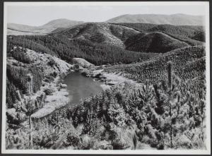 Forestry scene, ACT, 1945