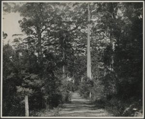 Western Australia In Mount Karri Timber Country at Pemberton, c. 1933-1936