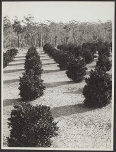 A mandarin orchard at Windsor, NSW, September 20, 1934