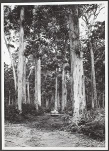 Virgin Karri forest, Pemberton, Western Australia, 1955