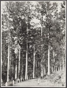 Pemberton - Road scene in the Karri country’, November 12, 1937