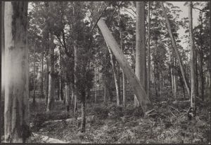 Karri tree falling, Pemberton, July 11, 1938