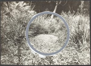 Lyrebird’s dancing mound, 1923