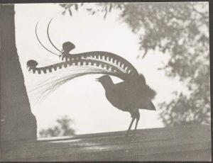Lyrebird silhouette, 1949