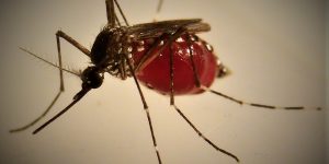 Picky feeders: Mosquitoes turn their nose up at non-human blood