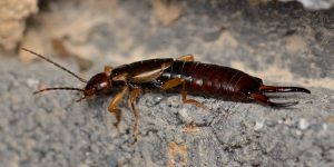 What’s in a (species) name? Using genetics to map the hidden diversity of earwigs