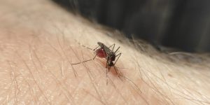 WOLBACHIA BACTERIA IN ACTION | How we’re using naturally occurring bacteria to stop mosquitoes from spreading disease