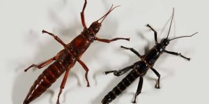 Insect Armageddon!!? | Ary and others discuss on ABC Radio National Science Friction