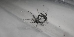 Large male mosquitoes unluckier in love
