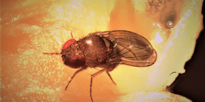 A new and unusual Wolbachia bacteria from Drosophila flies limited to the female sex