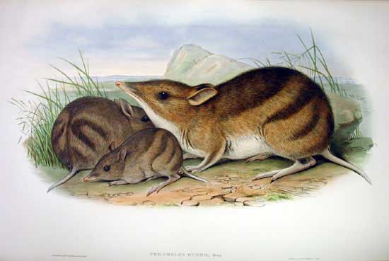 Progressing genetic rescue with eastern barred bandicoots