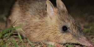 BACK FROM THE BRINK | CROWDFUNDING FOR THE GENETIC RESCUE OF EASTERN BARRED BANDICOOTS