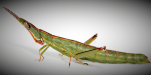 The diversity of Aussie grasshoppers | Part two