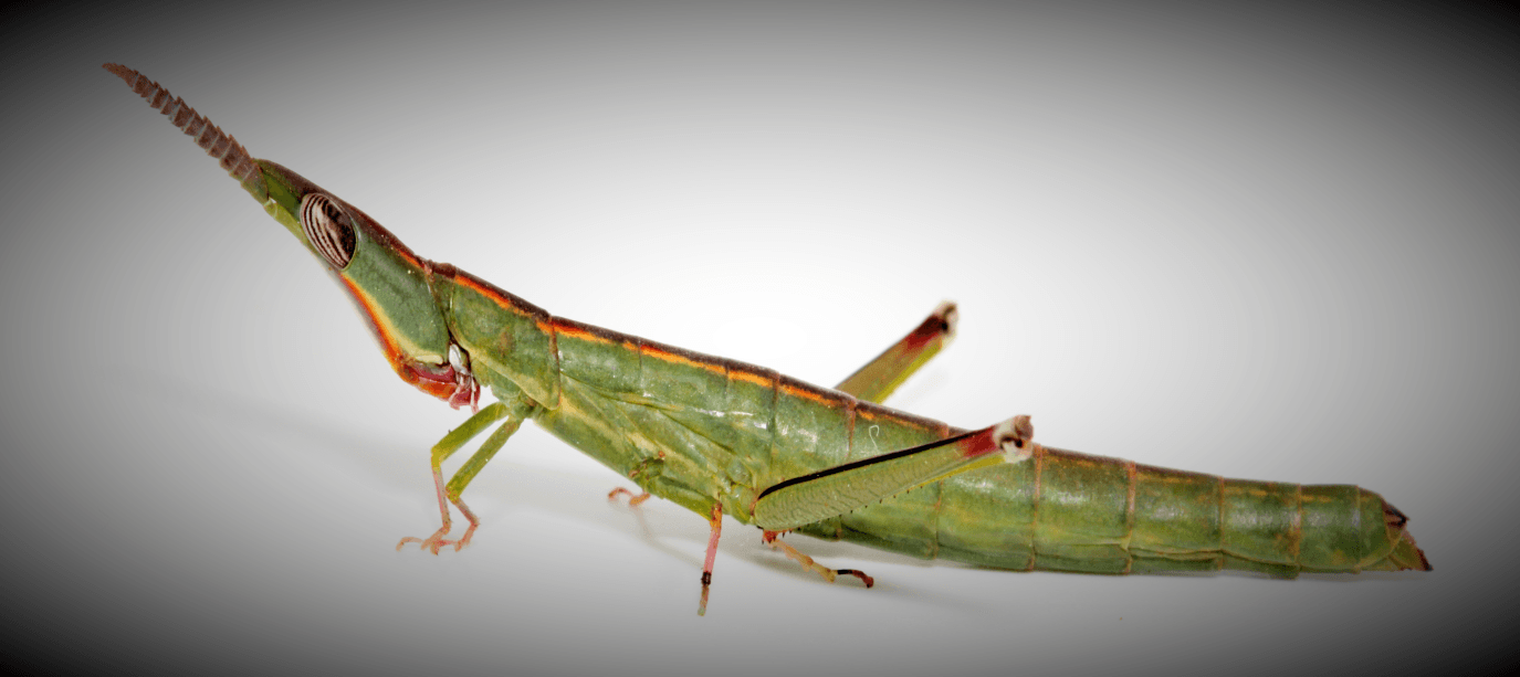 The diversity of Aussie grasshoppers | Part one