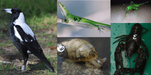 Cracking the kinship code: Measuring animal dispersal across generations with DNA