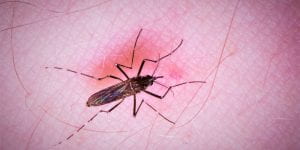 Establishment of Wolbachia Strain wAlbB in Malaysian Populations of Aedes aegypti for Dengue Control