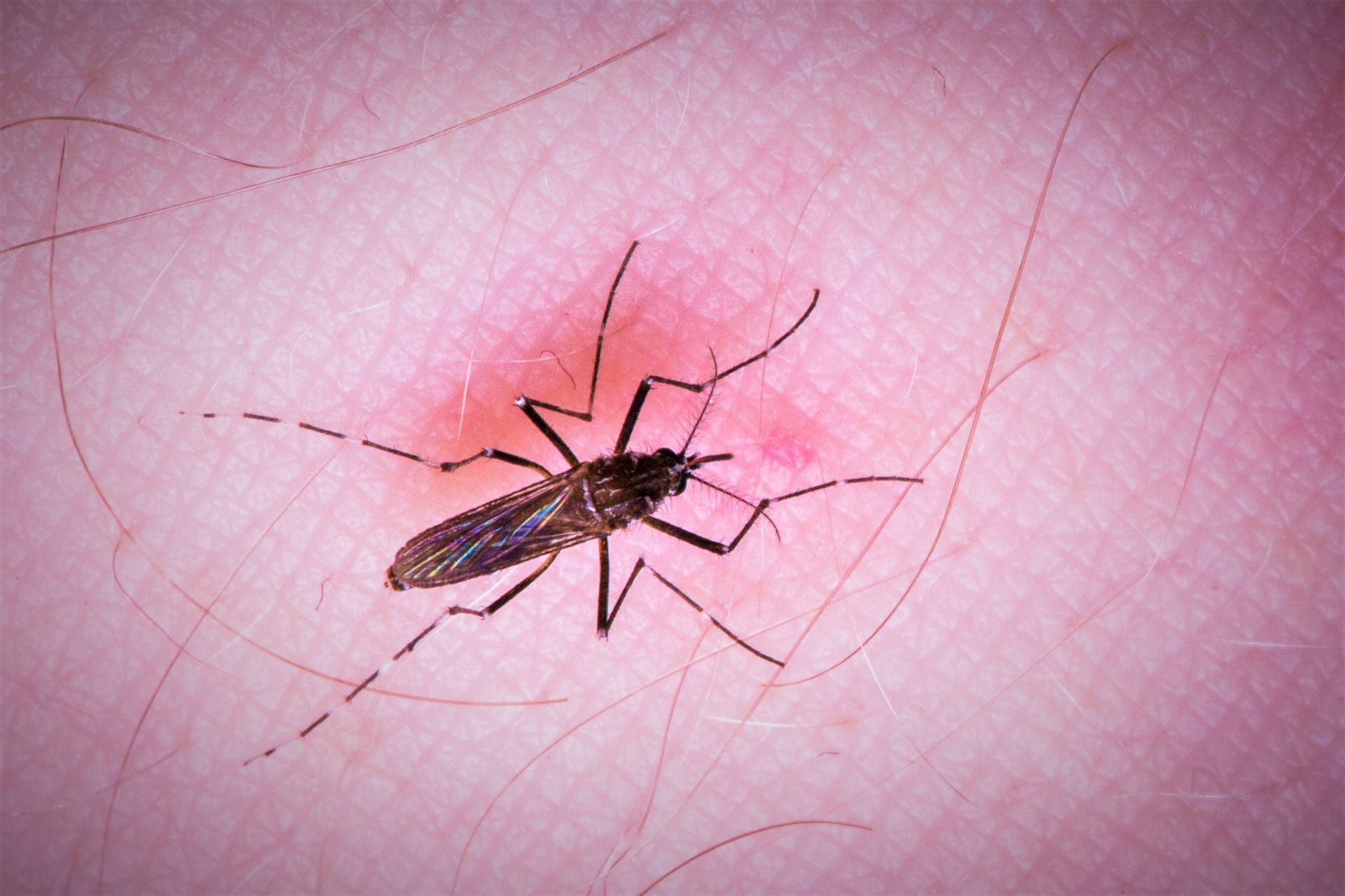 Establishment of Wolbachia Strain wAlbB in Malaysian Populations of Aedes aegypti for Dengue Control