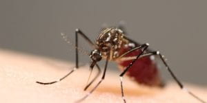 Releases of Wolbachia-infected mosquitoes for disease control