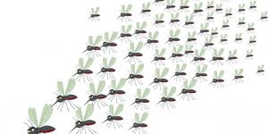 Variability in mosquito host-seeking ability