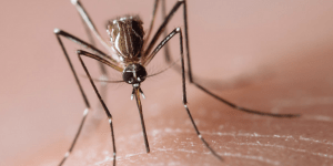 Dengue-blocking bacteria endure the heat