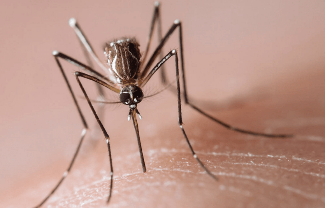 Dengue-blocking bacteria endure the heat