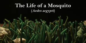 The life of a mosquito – claymation by Perran Ross