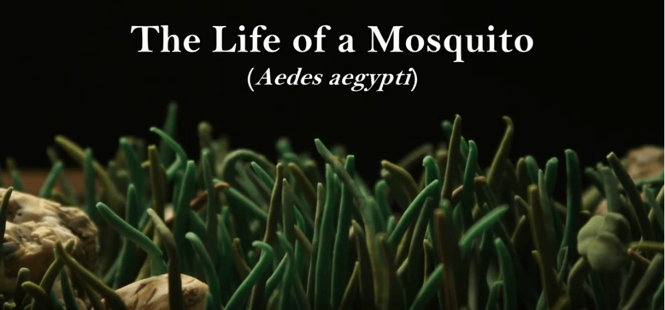 The life of a mosquito – claymation by Perran Ross