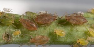 Targeting the bacteria inside insects for improved pest management