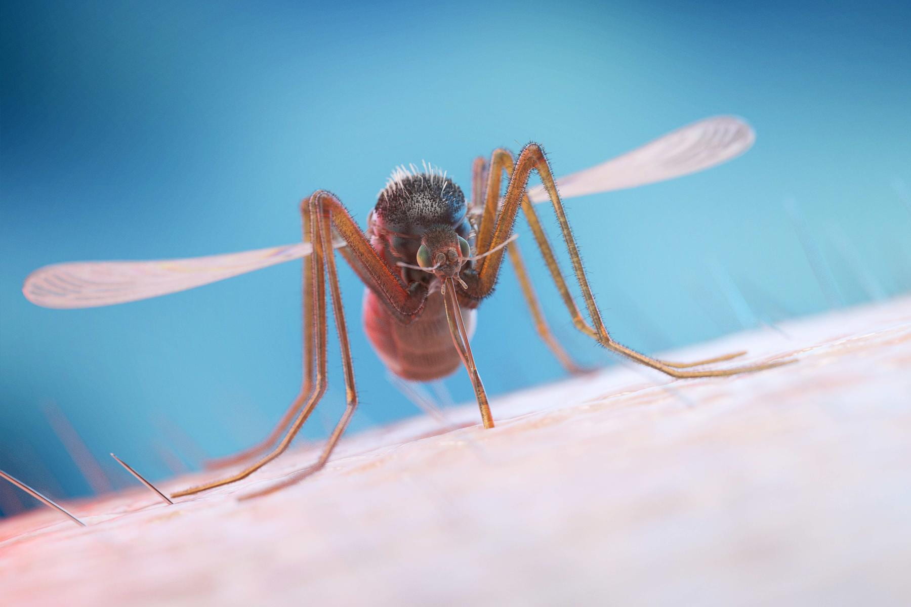 Tracking the movement of mosquito stowaways
