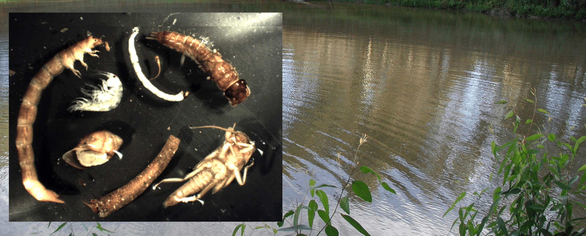 Using unsorted sweep-net samples to rapidly assess macroinvertebrate biodiversity