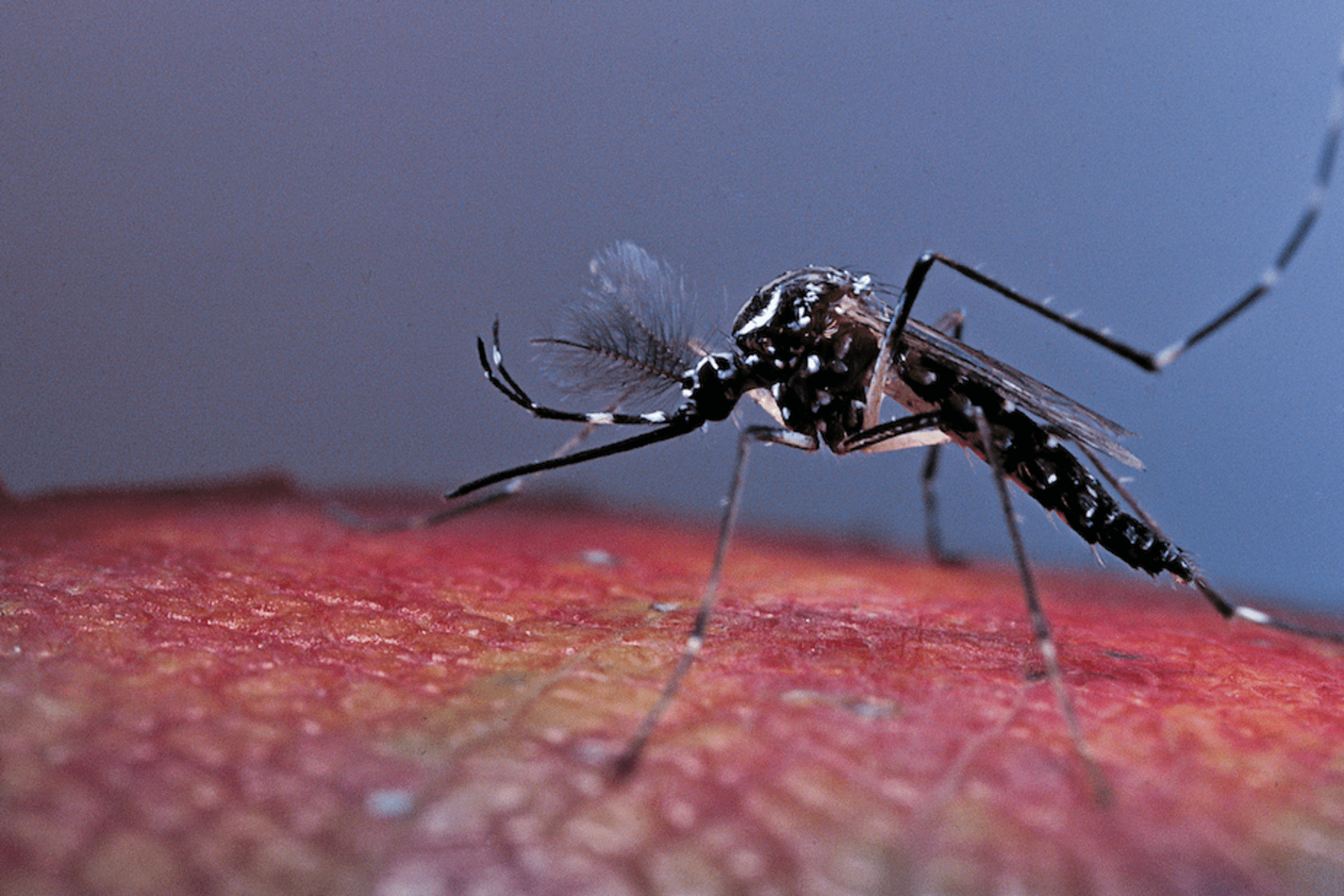 Dengue-blocking mosquitoes here to stay