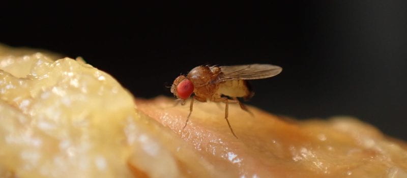The fly DNA fighting killer bacteria