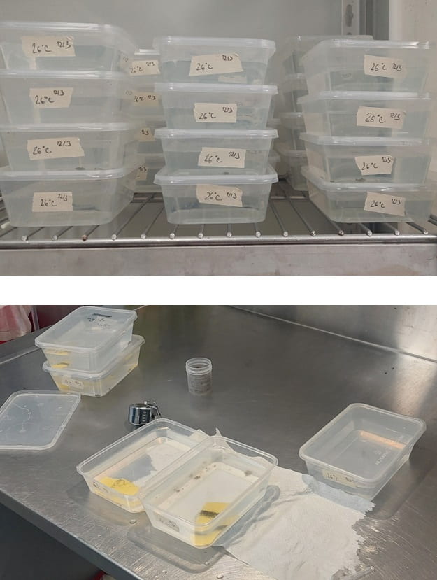 Sorting larvae into trays and rearing them at particular temperatures
