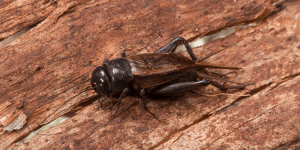 Do you have a chorus of crickets in your backyard? Here’s why