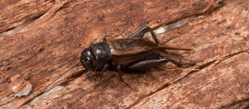 Do you have a chorus of crickets in your backyard? Here’s why
