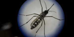 Scientists and government agencies are targeting mosquitoes with bacteria
