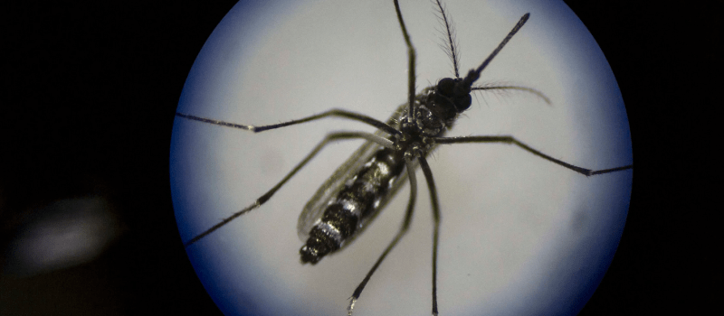 Scientists and government agencies are targeting mosquitoes with bacteria