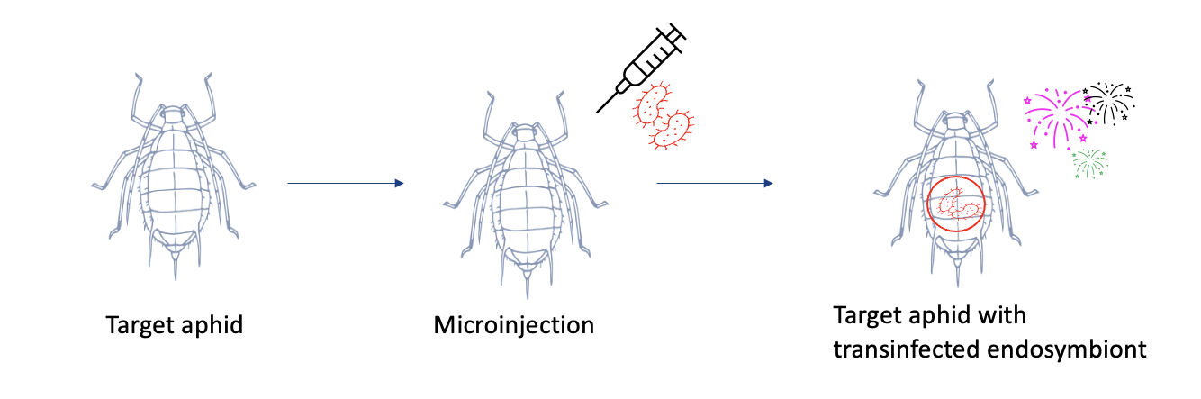 A bug with a syringe and a needle

Description automatically generated