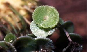 Acetabularia plant